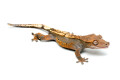 Correlophus ciliatus subadult male